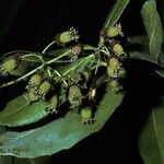 Medusagyne oppositifolia