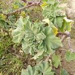 Malva arborea