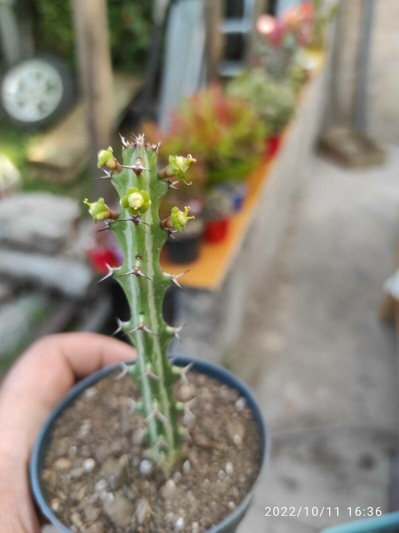 Euphorbia knuthii flower