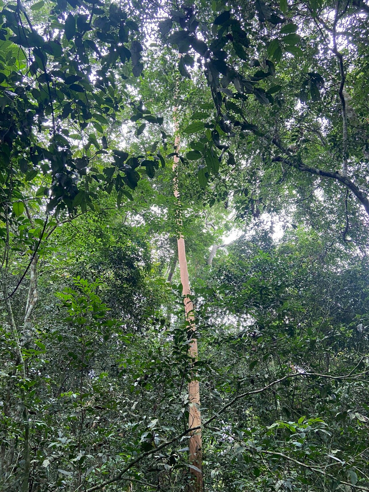 Diospyros whitei flower