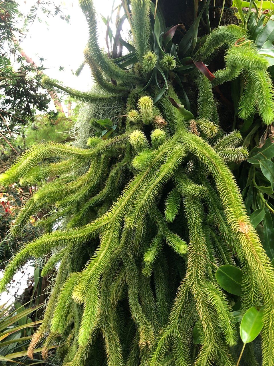 Lycopodium squarrosum habit