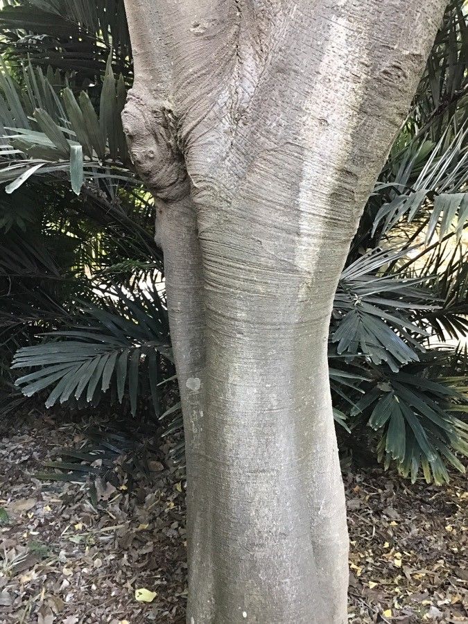 Hippomane spinosa bark