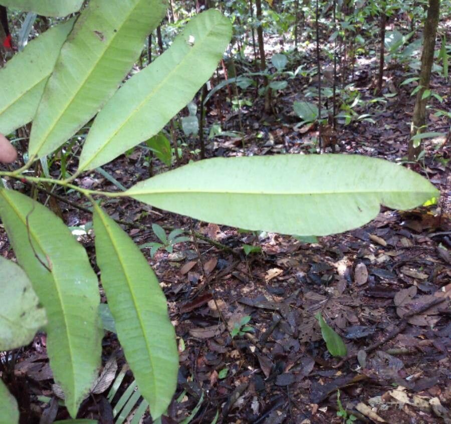 Aspidosperma cruentum — related species from the same genus