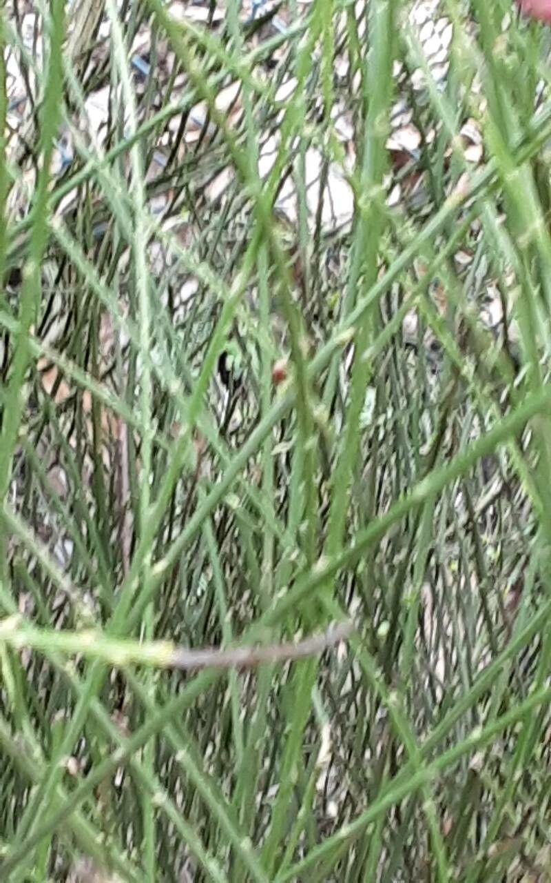 Cytisus × praecox bark