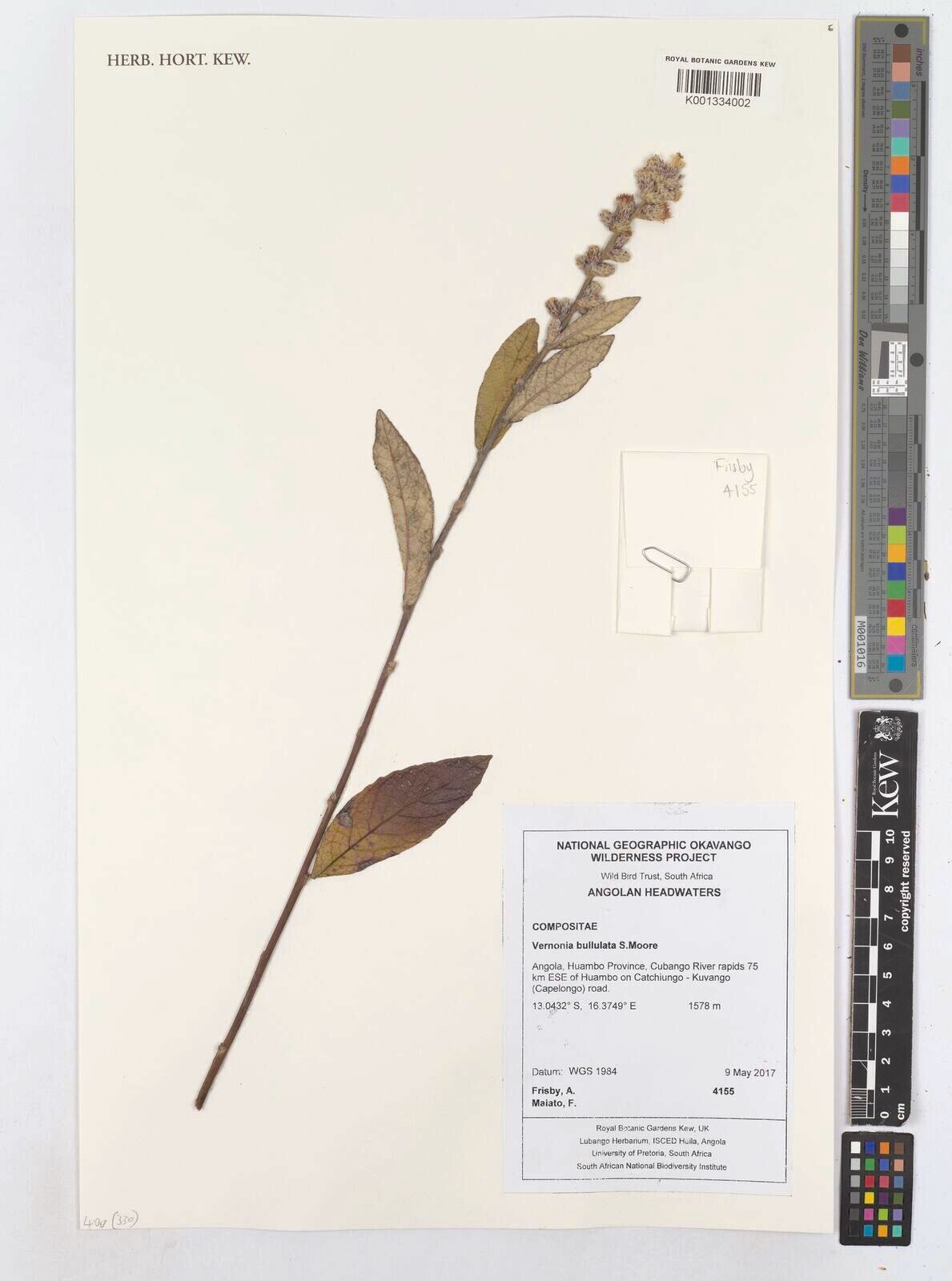 Cabobanthus bullulatus — related species from the same genus