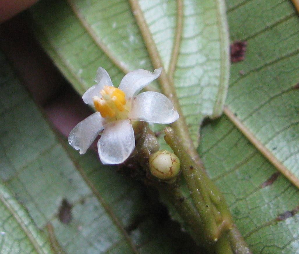 Clidemia fraterna flower