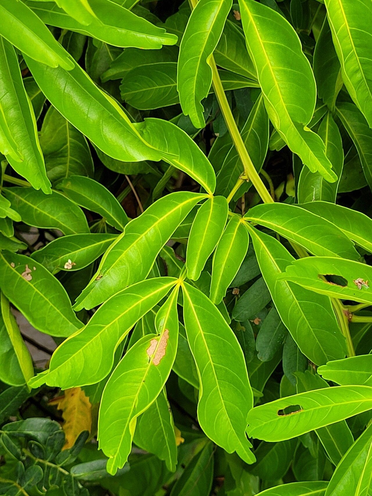 Serjania paucidentata — houseplant care guide