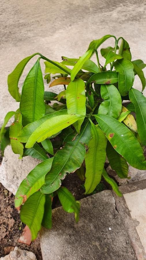 Garcinia humilis — search result for 'Bolivia'