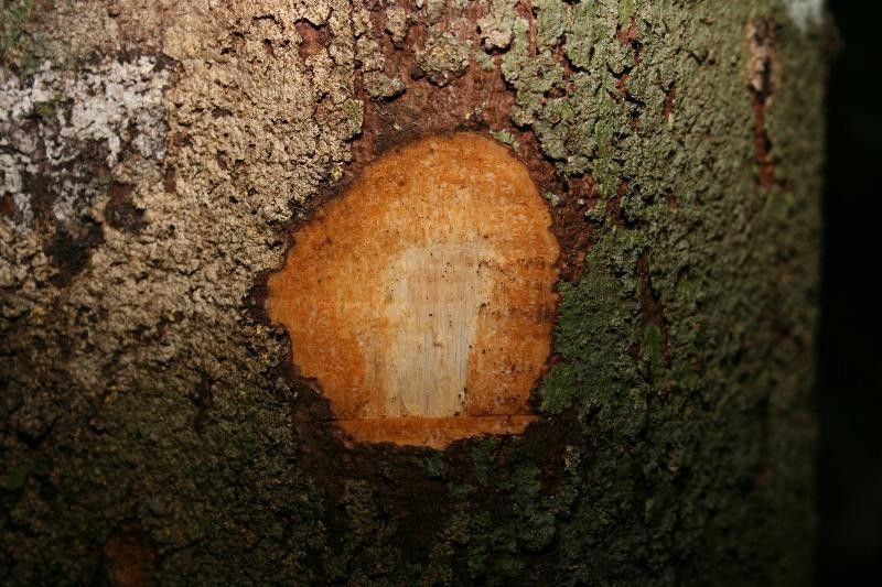 Abarema gallorum other