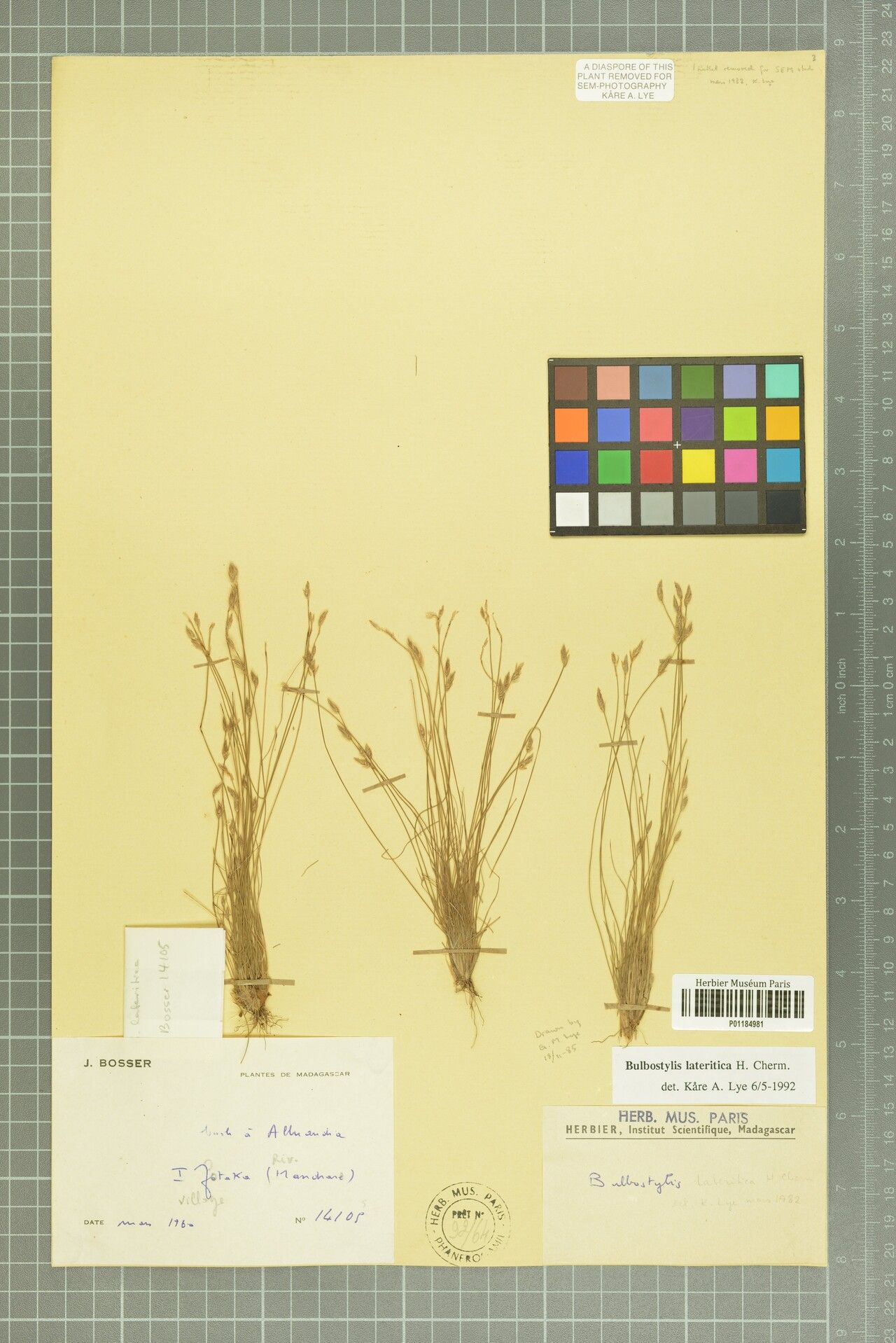 Bulbostylis lateritica — houseplant care guide