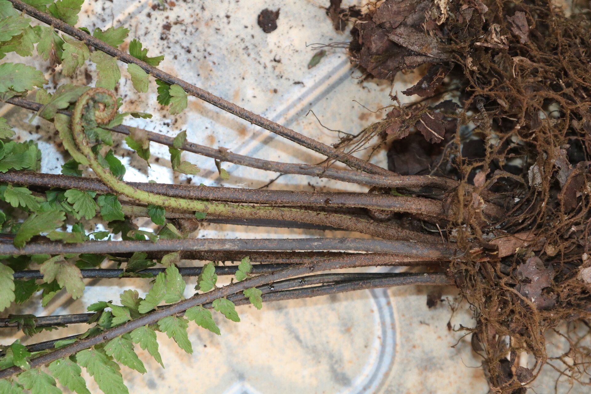 Asplenium protensum other
