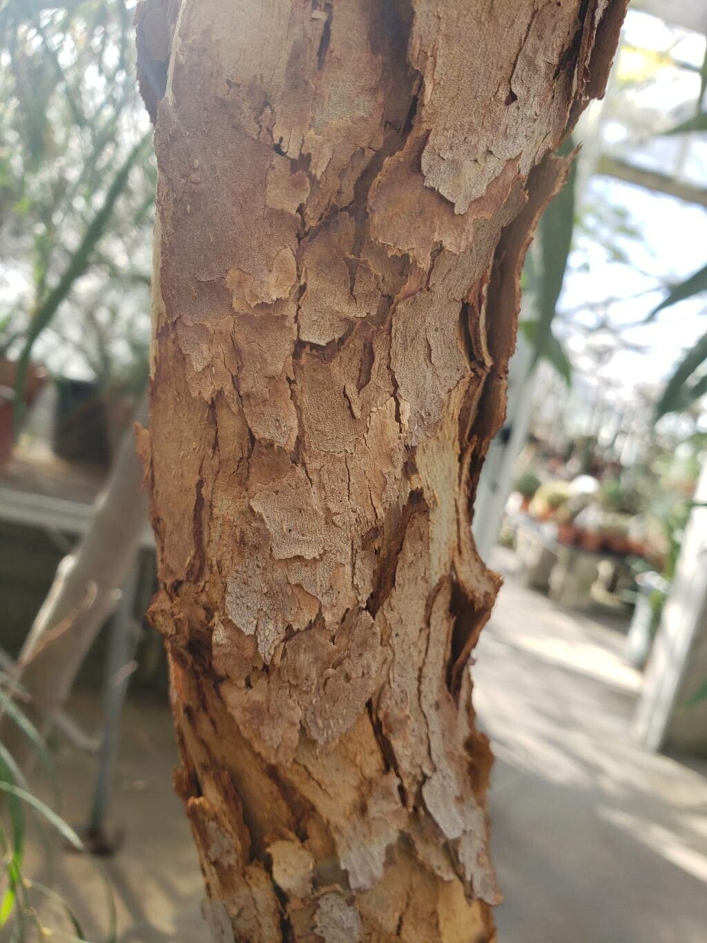 Corymbia eximia bark
