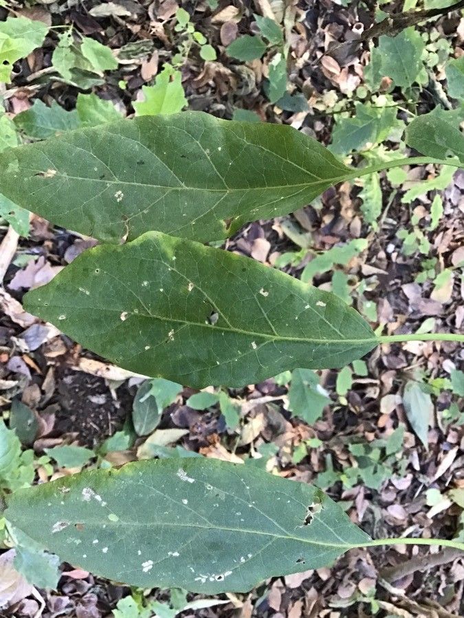 Solanum muricatum — search result for 'Peru'