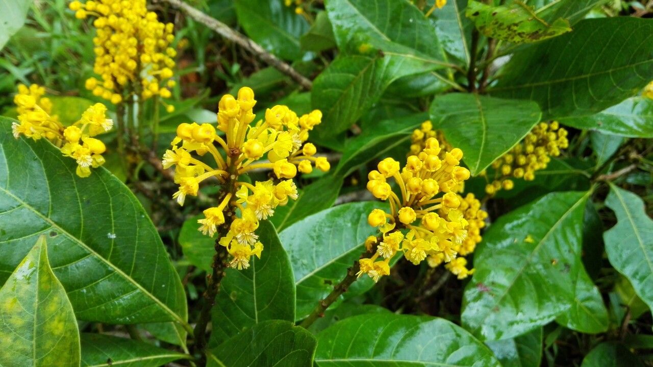 Byrsonima arthropoda flower
