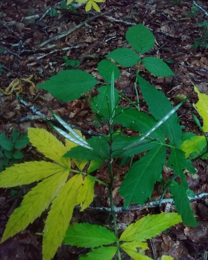 Senecio cacaliaster fruit