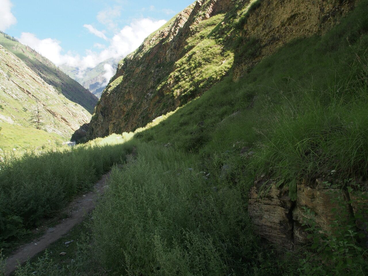 Argyrolobium flaccidum other