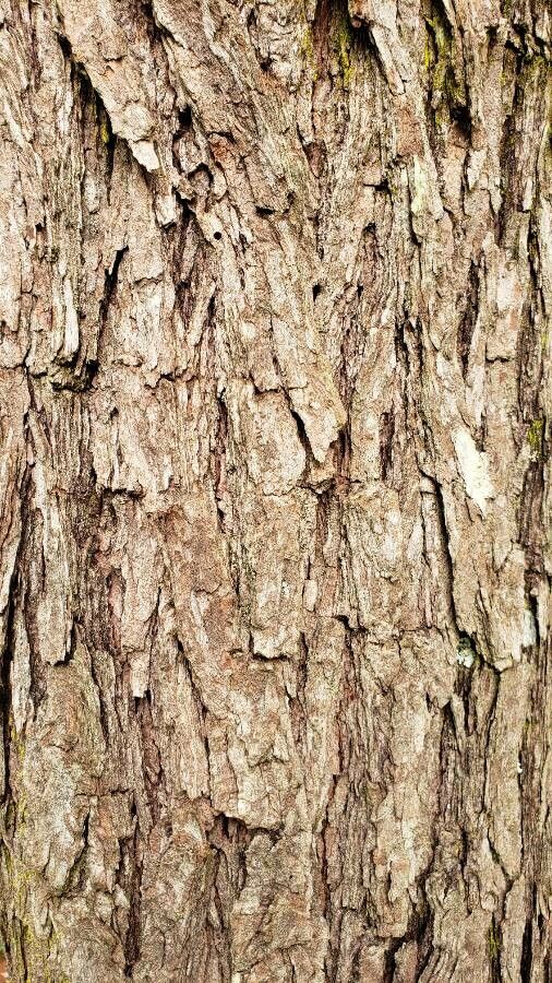 Dalbergia miscolobium bark