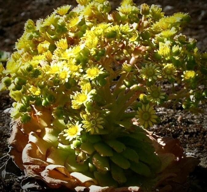 Aeonium glandulosum flower
