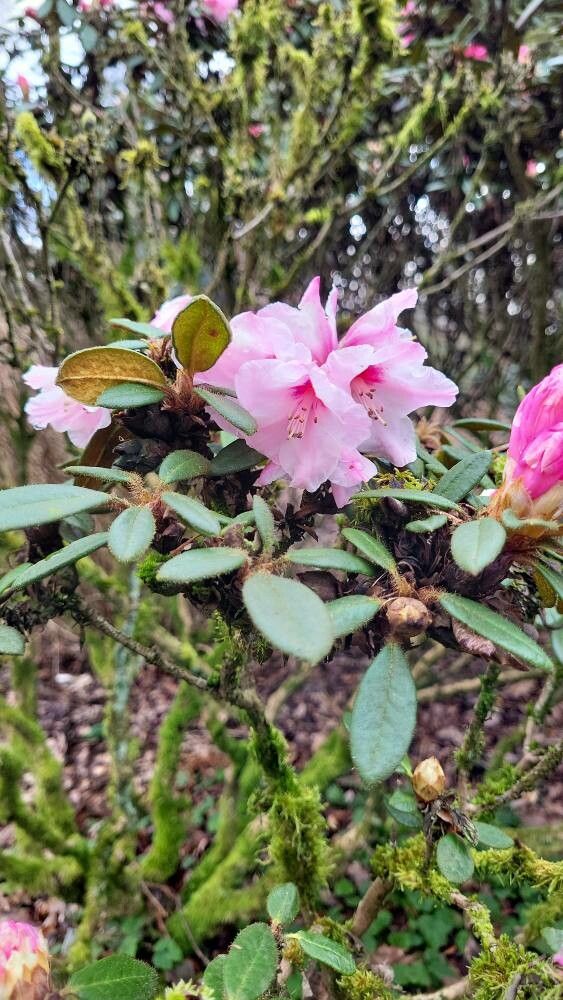 Rhododendron recurvoides flower