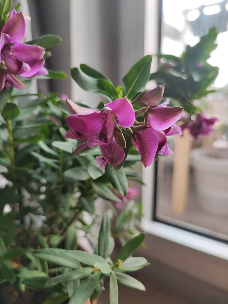 Polygala × dalmaisiana flower