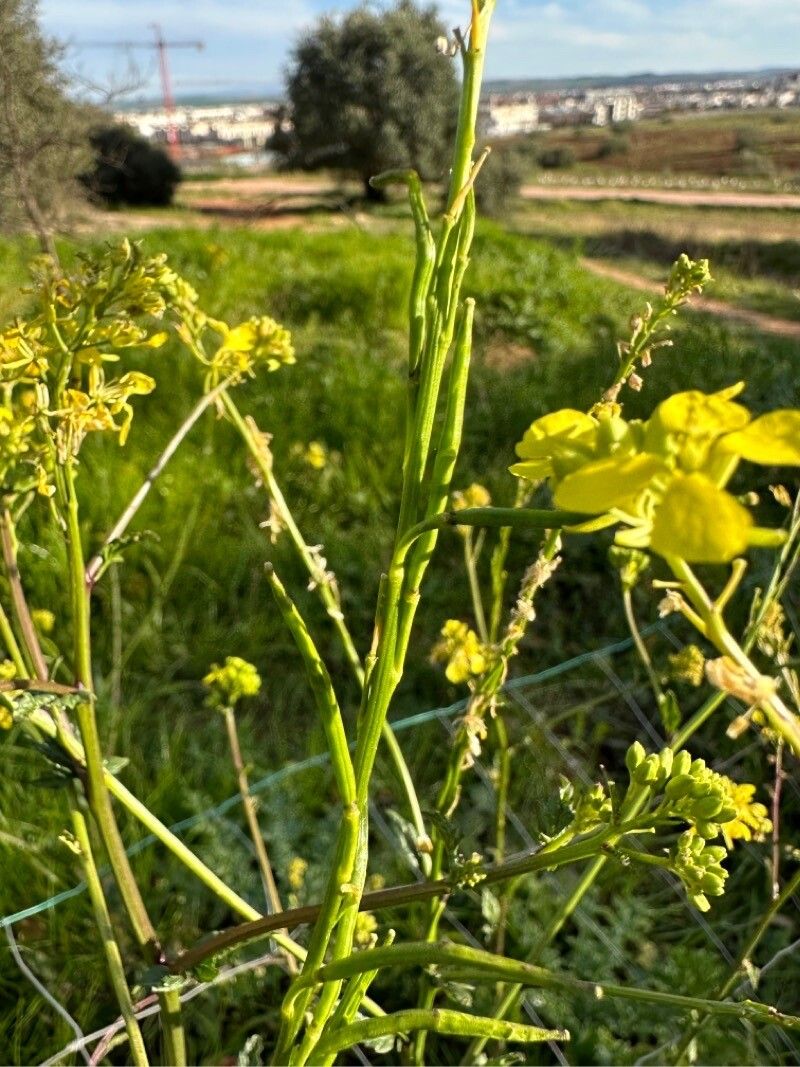 Rhamphospermum nigrum fruit