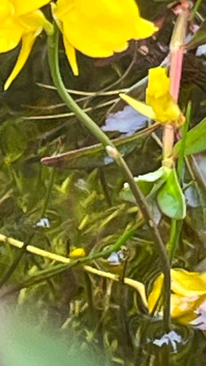 Utricularia cornuta bark