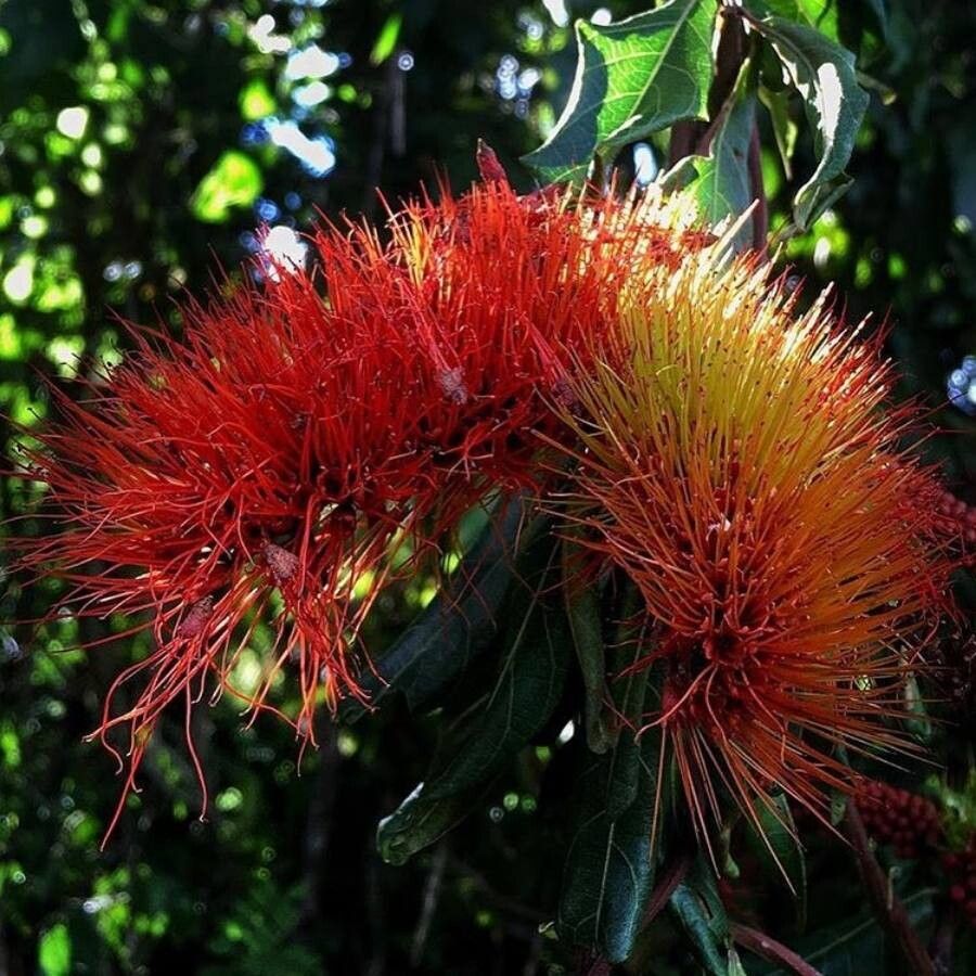 Combretum fruticosum — search result for 'Combretum'