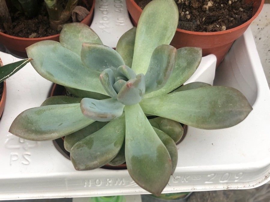 Echeveria colorata leaf