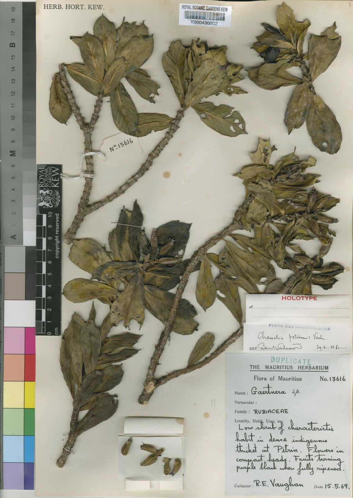 Chassalia petrinensis — houseplant care guide