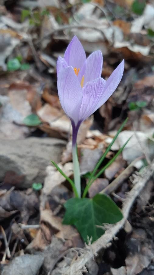 Crocus speciosus — search result for 'Iridaceae'