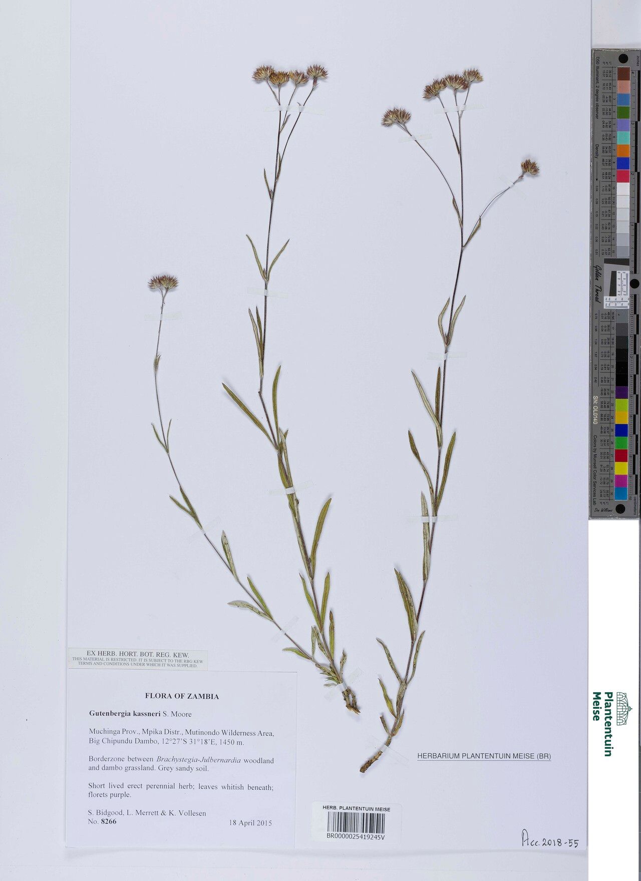 Gutenbergia kassneri — houseplant care guide