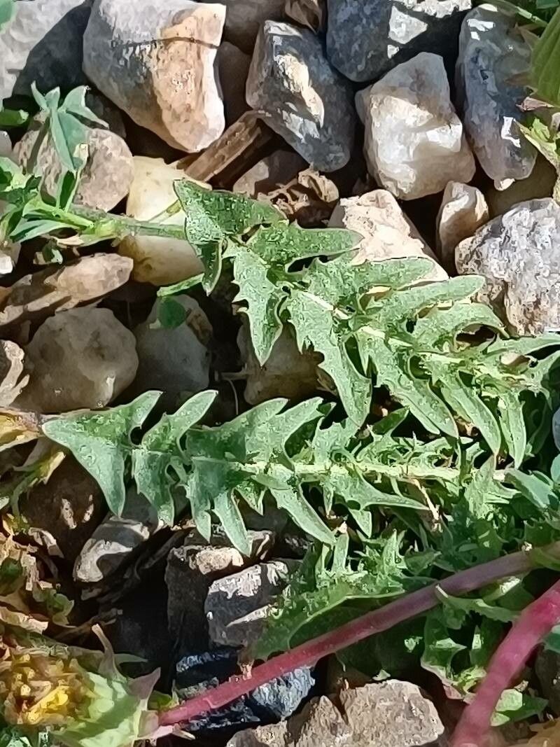 Taraxacum rubicundum leaf