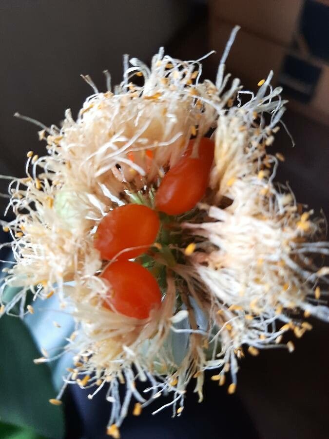 Haemanthus albiflos fruit