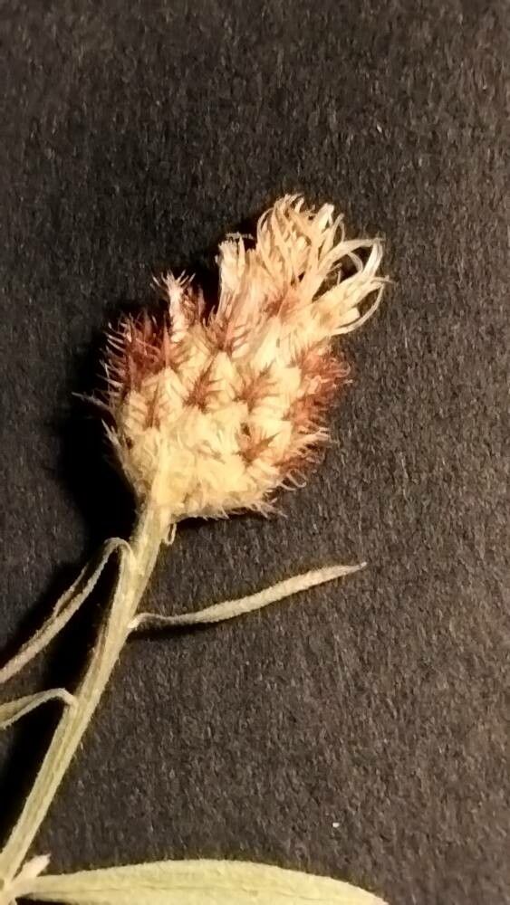 Centaurea langei flower