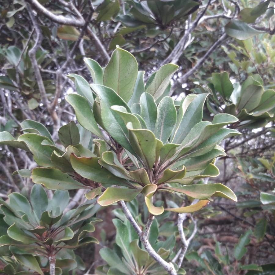 Pittosporum echinatum — search result for 'Pittosporum'