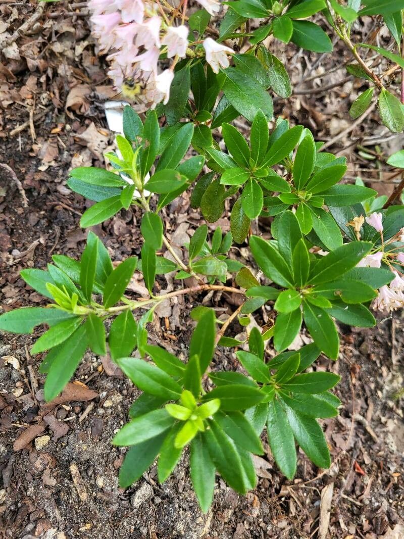 Rhododendron myrtifolium — search result for 'Romania'