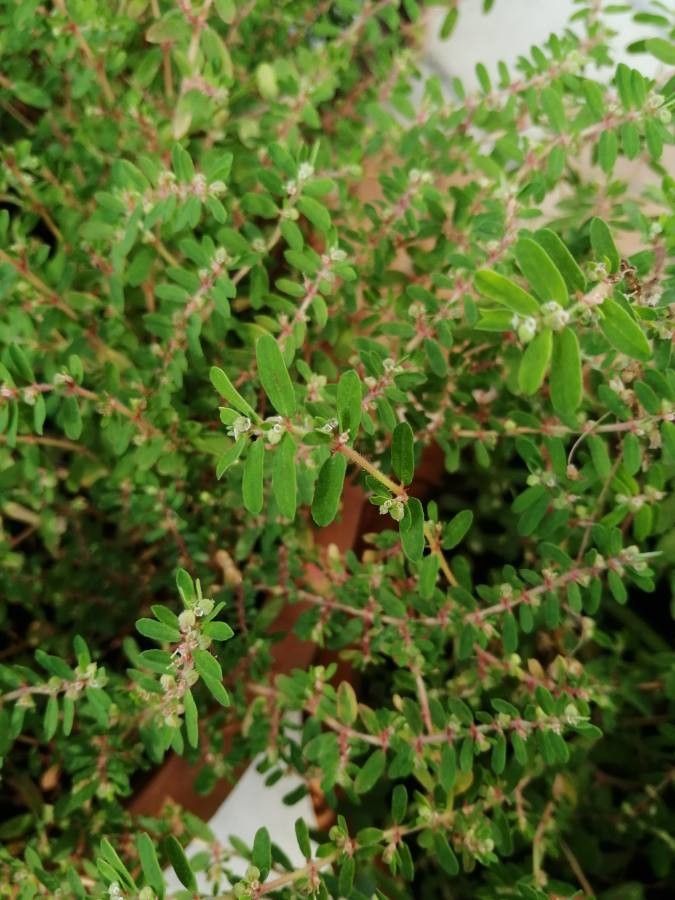 Chamaesyce prostrata flower