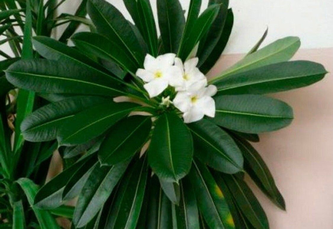 Pachypodium lamerei flower