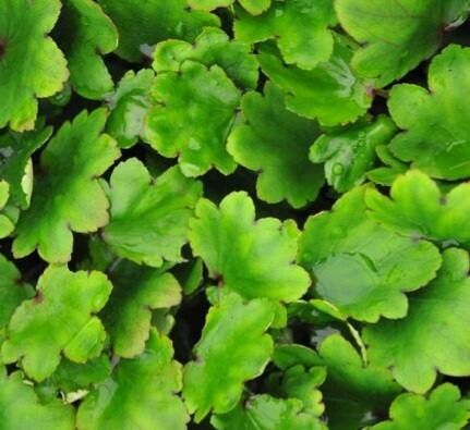 Saxifraga fortunei — search result for 'Saxifraga'