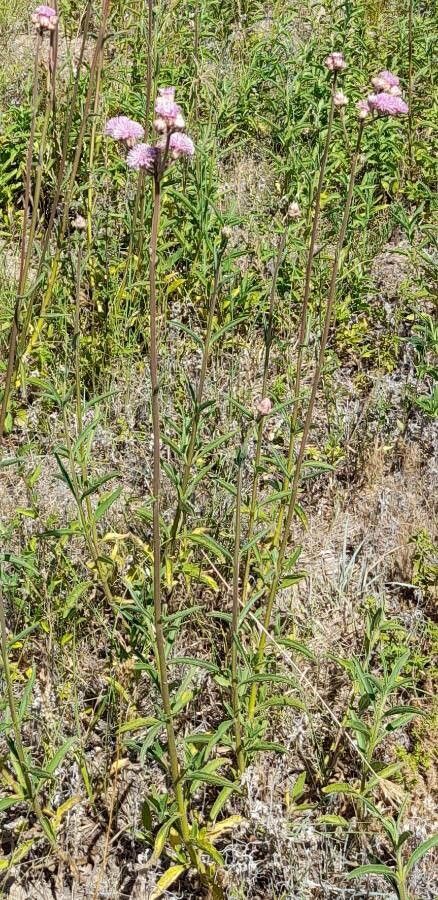Campuloclinium macrocephalum habit