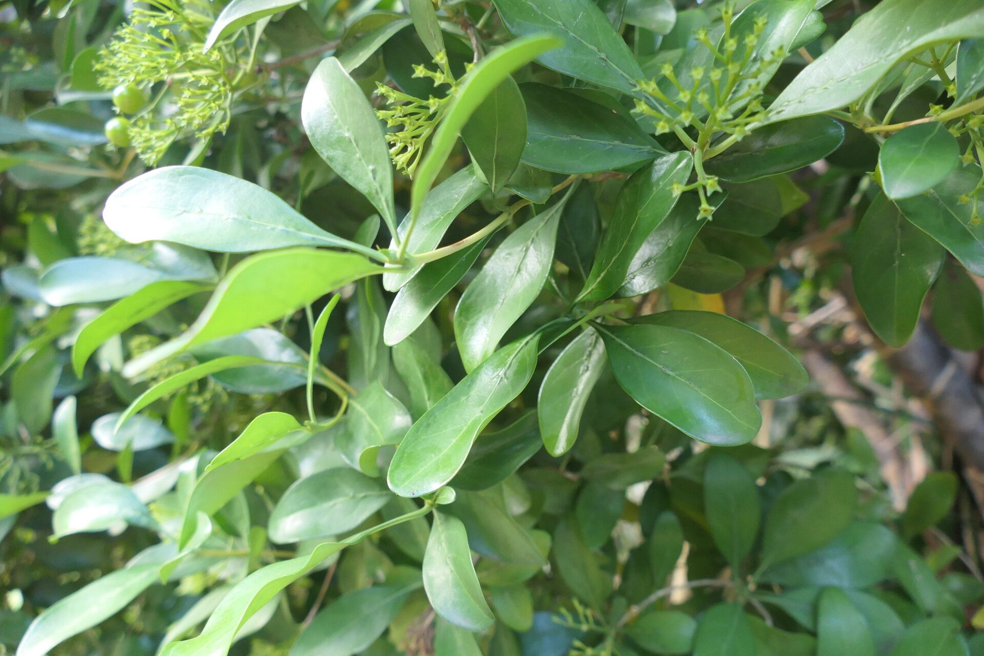 Pavetta revoluta — houseplant care guide