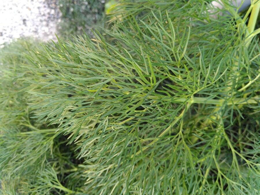 Peucedanum officinale — search result for 'Apiaceae'