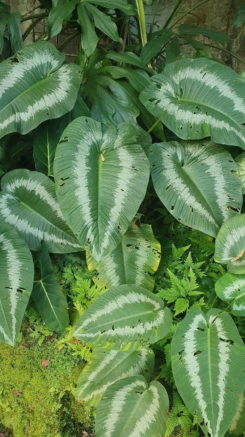 Schismatoglottis calyptrata leaf