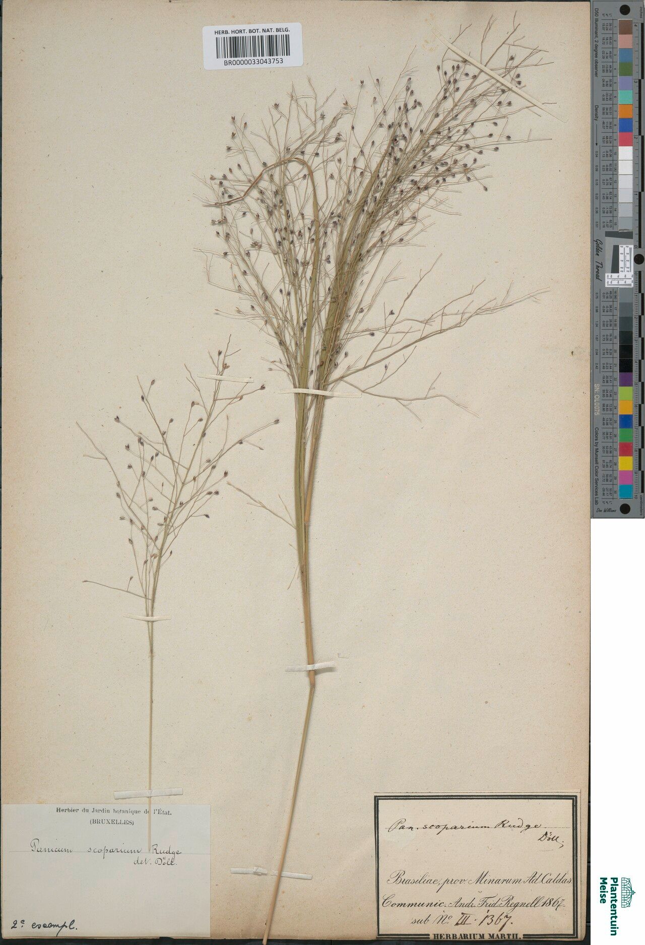 Panicum campestre fruit