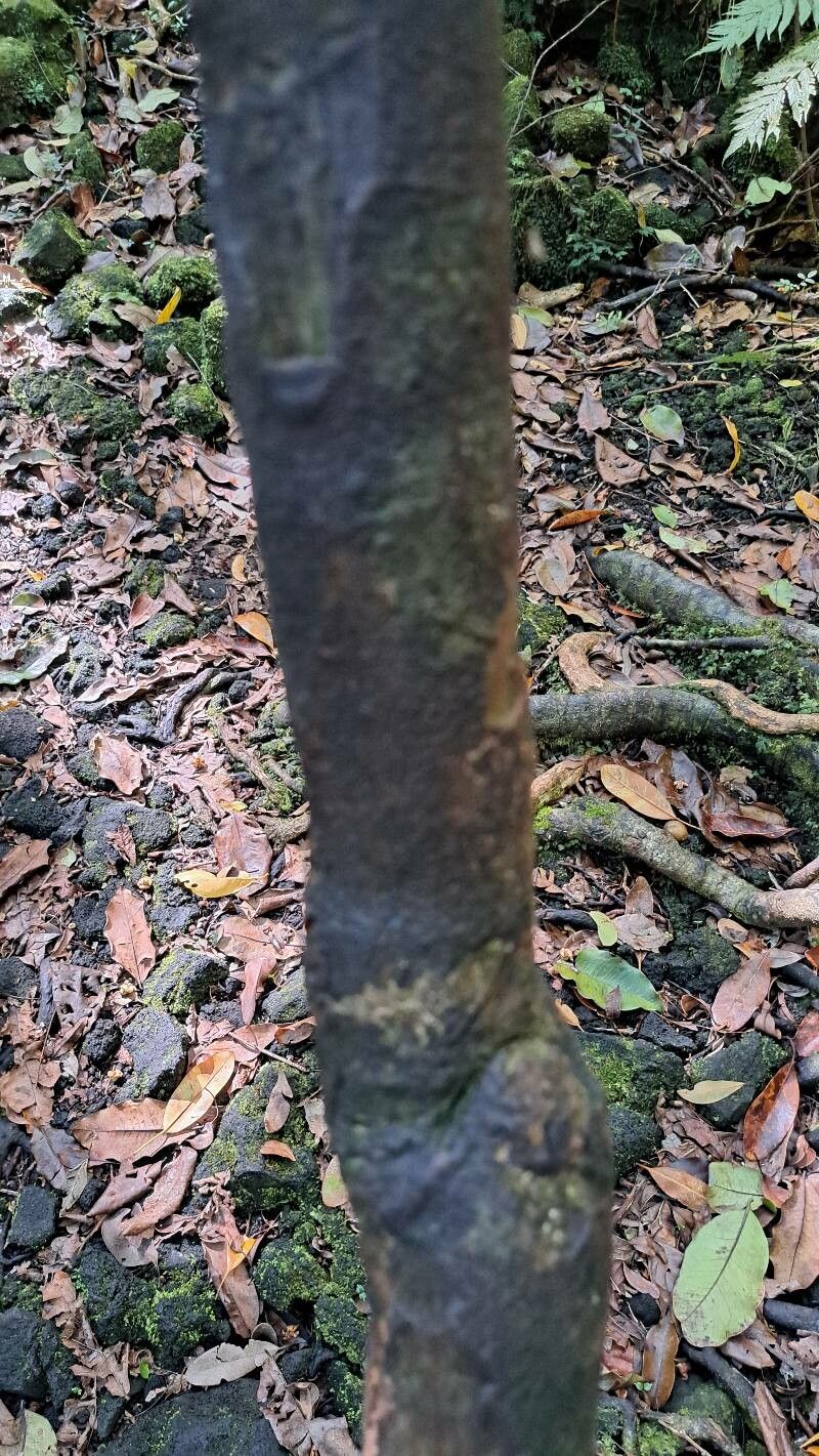 Cnestis polyphylla bark