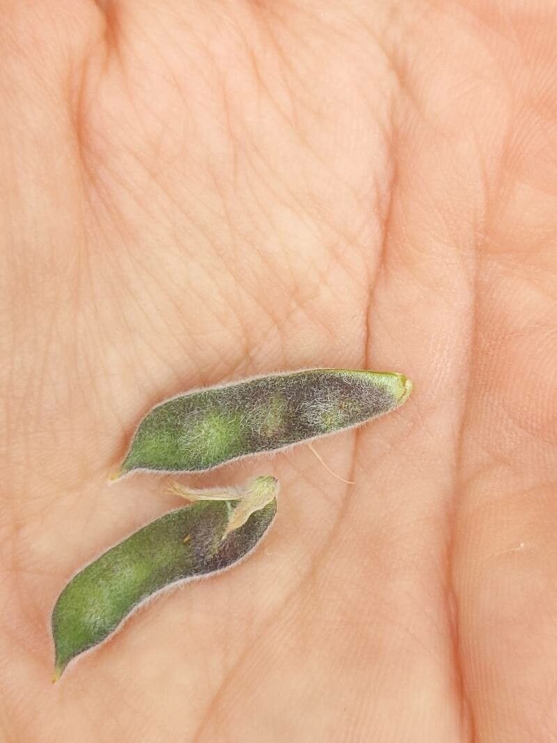 Teline canariensis fruit