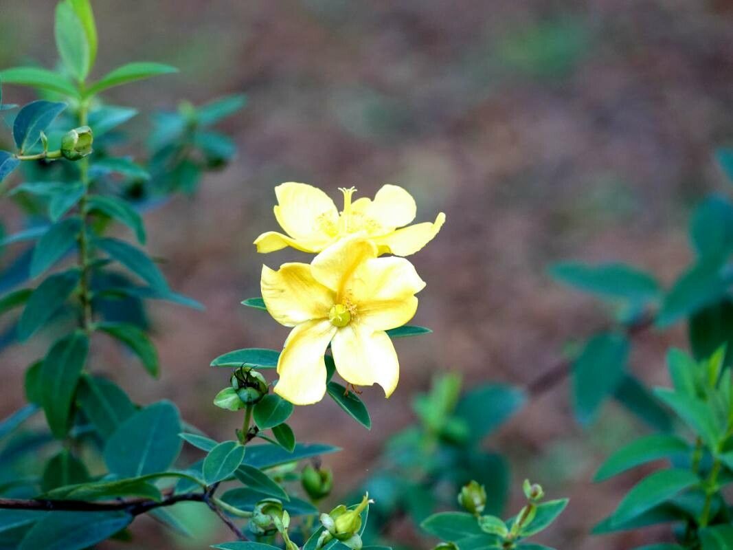 Cistus calycinus habit