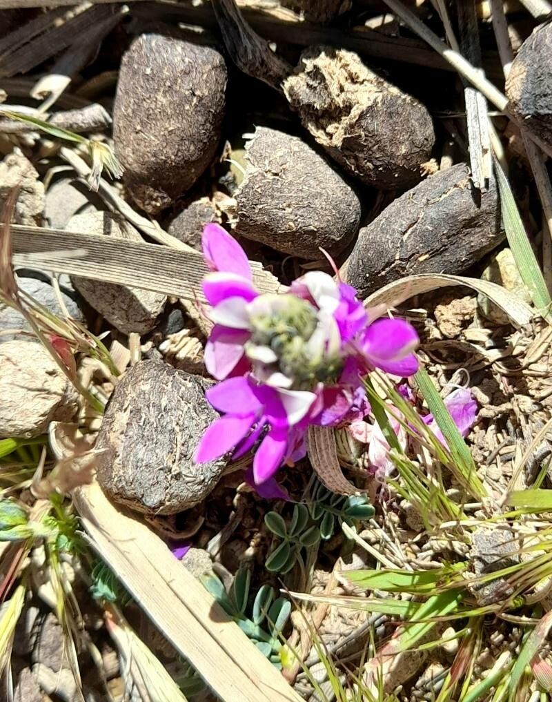Dalea boliviana flower