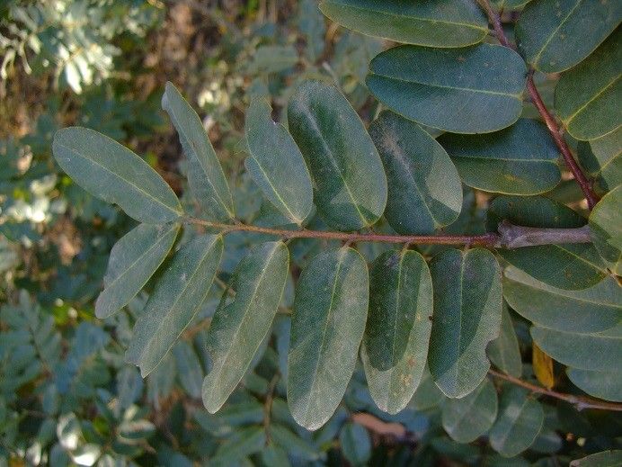 Detarium senegalense leaf