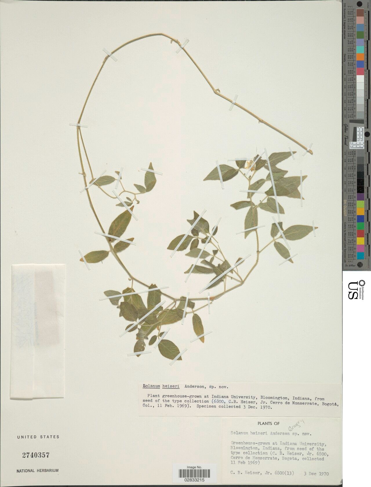 Solanum heiseri — houseplant care guide